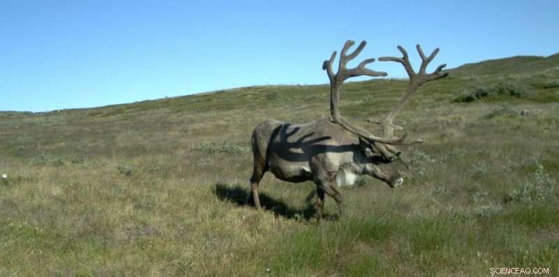 Melting Arctic Sea Ice Accelerates Nature s Clock: Implications for the Region