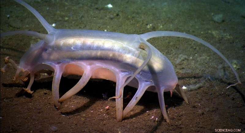 Rising Ocean Temperatures Threaten Deep-Sea Life: Risk of Starvation and Extinction