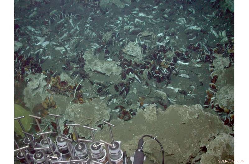 Rising Ocean Temperatures Threaten Deep-Sea Life: Risk of Starvation and Extinction