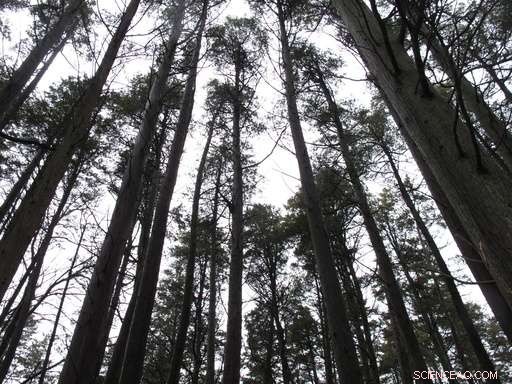 New Jersey Approves Natural Gas Pipeline Through Protected Pinelands