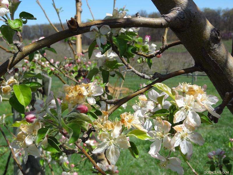 Advanced Technology Offers Apple Farmers New Defense Against Spring Frost