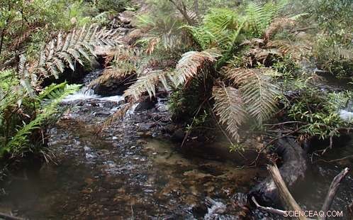 Study Reveals Toxic Mine Discharge Threatening Blue Mountains World Heritage Waterways