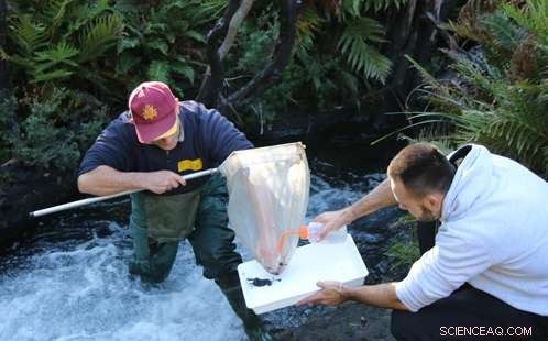 Study Reveals Toxic Mine Discharge Threatening Blue Mountains World Heritage Waterways
