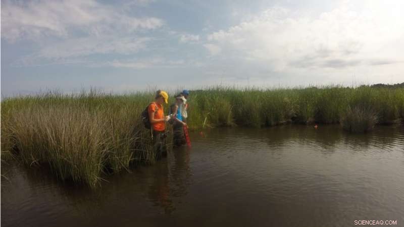 Invasive vs Native Marsh Grasses: Comparable Benefits for Protected Wetlands