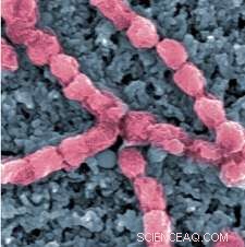 Marine Sponge Bacteria Capture Environmental Arsenic, Offering New Water Purification Insight