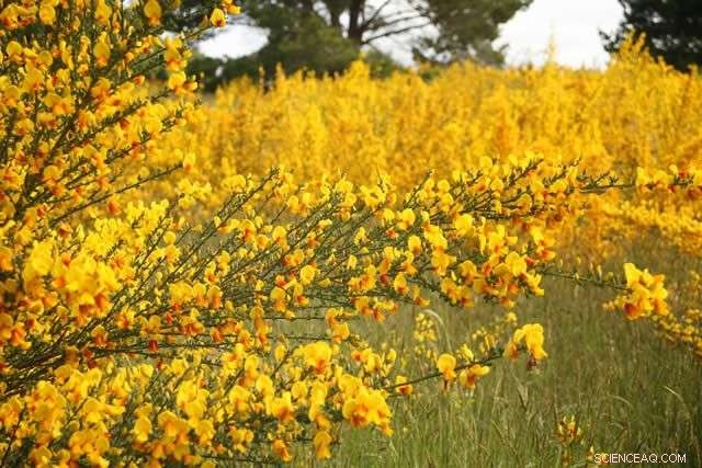 Scientists Combat Invasive Scotch Broom to Protect Ecosystems