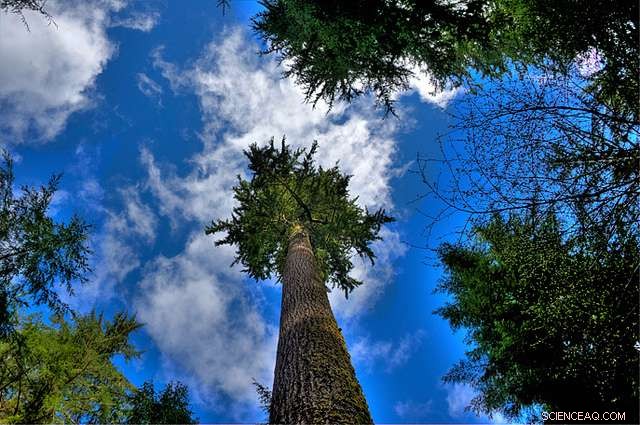 Scientists Combat Invasive Scotch Broom to Protect Ecosystems