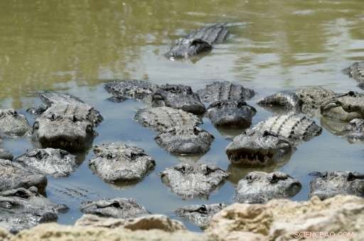 Florida Everglades Restoration Gains New Urgency Amid Climate Threats