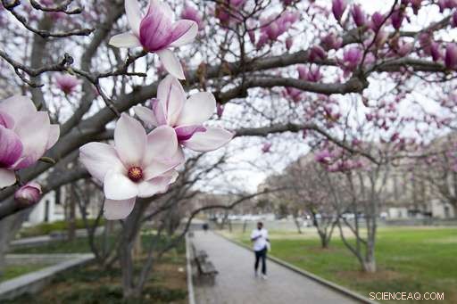 Early Spring Bloom Across the U.S. – Updated Analysis