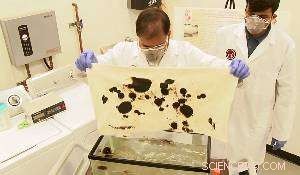 Research Finds Fine Raw Cotton Most Effective for Oil Spill Cleanup