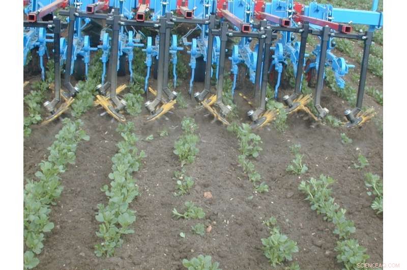 French Crops Thrive as Pesticide Use Declines