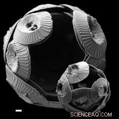 New Research Illuminates Ancient Climate Stories Through Tiny Shells