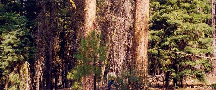 Southern Oregon Forest Restoration Prioritizes Climate Resilience Over Spotted Owl Habitat
