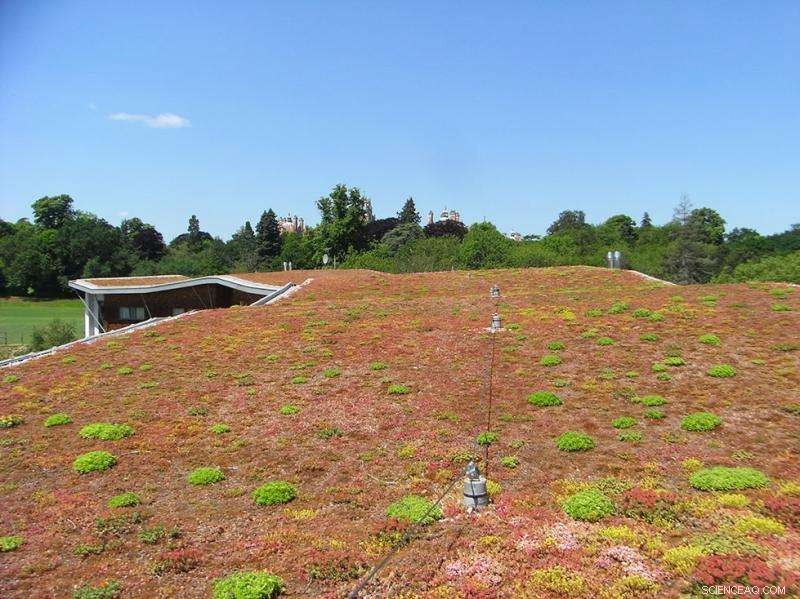 Enhancing Green Roof Biodiversity with Microbial Solutions