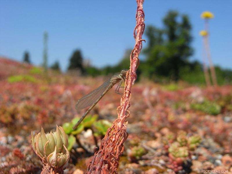 Enhancing Green Roof Biodiversity with Microbial Solutions