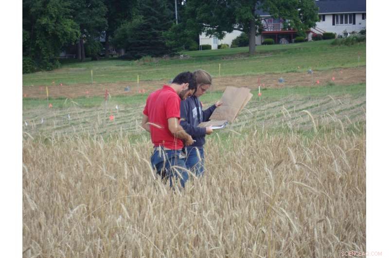 Cover Crops: Effective Weed Suppression & Soil Protection