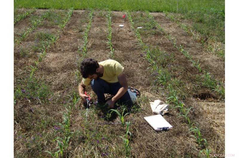 Cover Crops: Effective Weed Suppression & Soil Protection