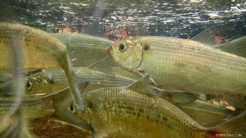 New NES-LTER Site Opens Up Long-Term Coastal Ocean Research in the Northeast U.S.