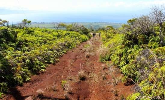 New Research Unveils Affordable Solutions to Reduce Sediment Runoff and Land‑Based Pollution on West Maui Reefs