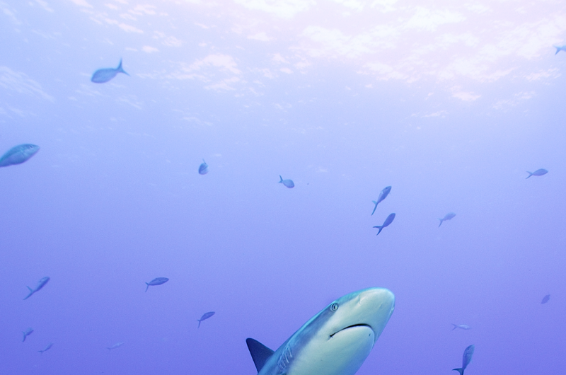 90% of Caribbean Coral Reef Predatory Fish Vanish: Overfishing Crisis Revealed