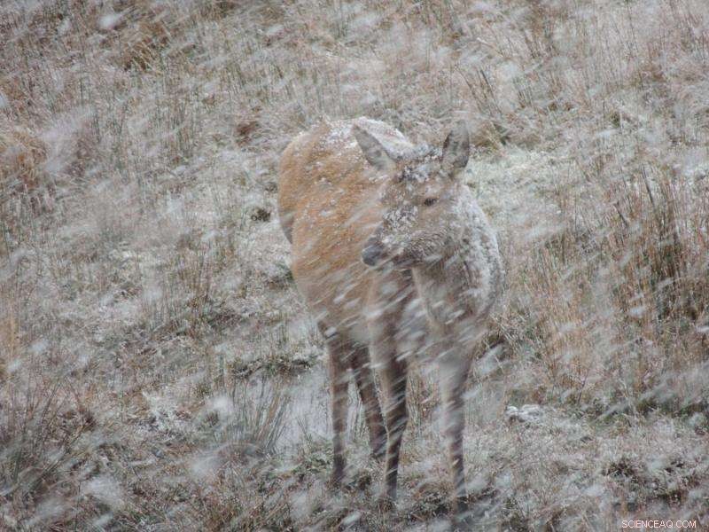 Global Precipitation Shifts Drive Natural Selection, Revealing Climate’s Hidden Evolutionary Impact
