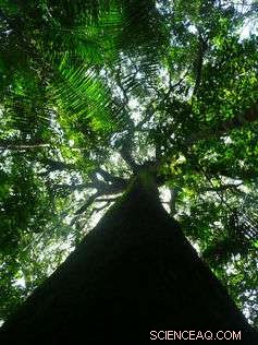 Unveiling the Amazon: How Its Trees Chronicle Human History