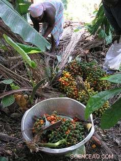 Unveiling the Amazon: How Its Trees Chronicle Human History