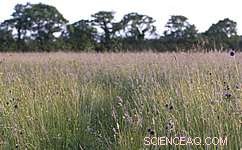 New Research Reveals Atmospheric Dryness Trumps Rainfall in US Grassland Productivity