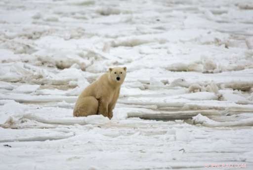 Will Arctic Sea Ice Vanish? Scientists Examine the Future