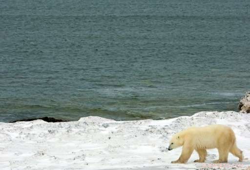 Will Arctic Sea Ice Vanish? Scientists Examine the Future