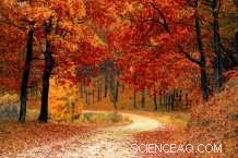 Quantifying the Economic, Social, and Environmental Value of Trees