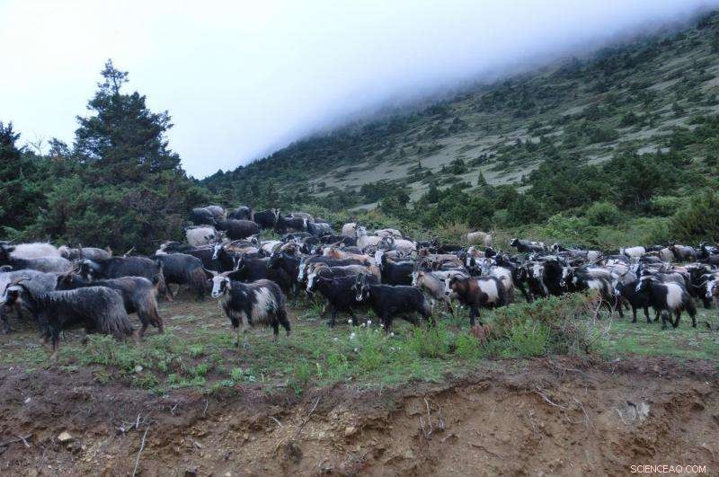 Upper Mustang, Nepal Faces Growing Food Insecurity Threat