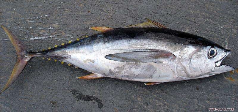 Study Reveals Rising Mercury Levels in Hawaiian Bigeye and Yellowfin Tuna