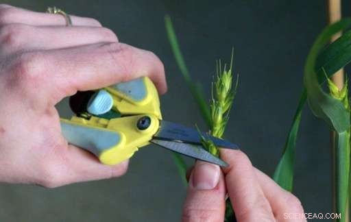 General Mills Accelerates Sustainable Grain Adoption with Kernza