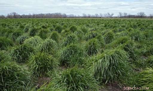 General Mills Accelerates Sustainable Grain Adoption with Kernza