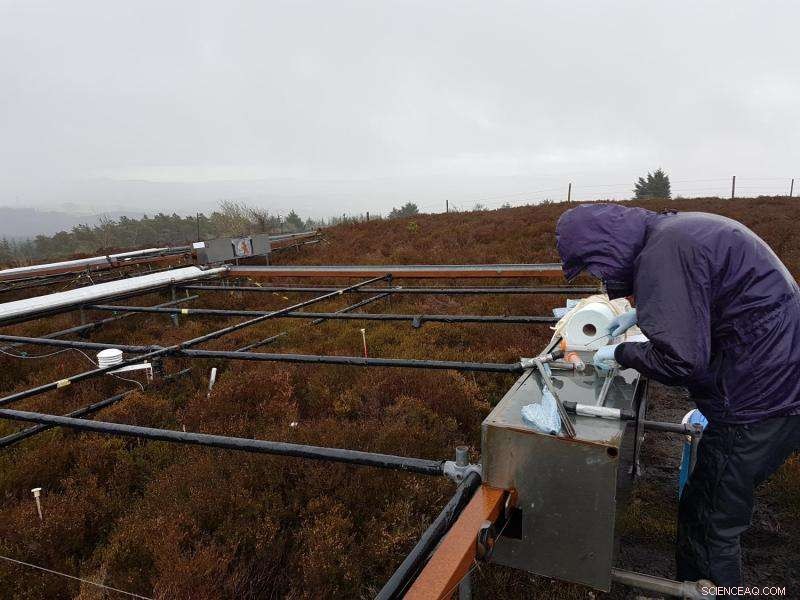 How Climate Change Will Impact Soil and Plant Carbon Dynamics Differently