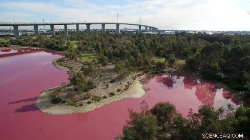 Melbourne s Lake Turns Stunning Pink Amid Rising Salinity and Heat