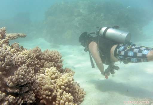 Great Barrier Reef Faces Second Consecutive Year of Mass Bleaching, Scientists Warn