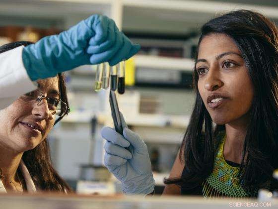 Study Reveals How Weather Variability Affects Maple Syrup Production