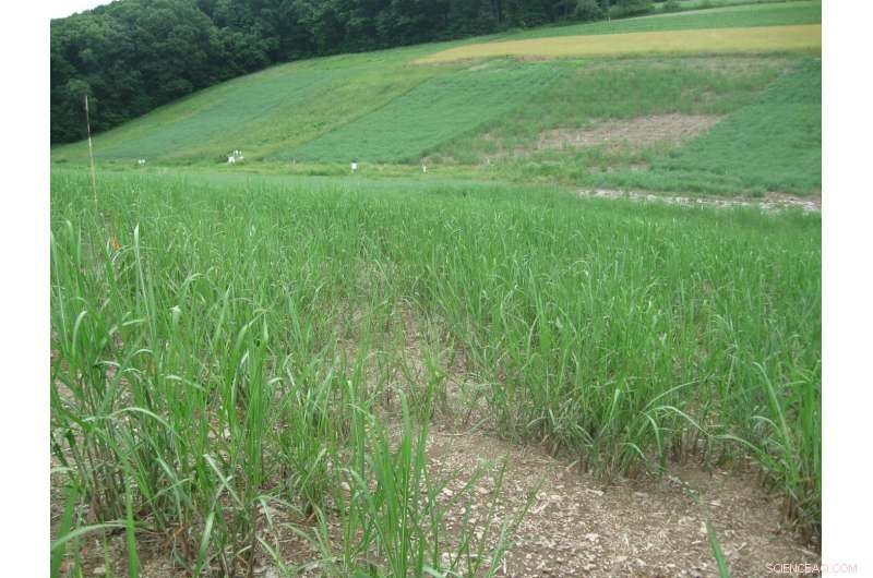 Energy Crops on Conservation Lands Offer Low‑Carbon Energy Potential