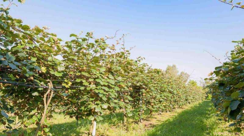 Early Kiwifruit Harvest Driven by Rising Temperatures