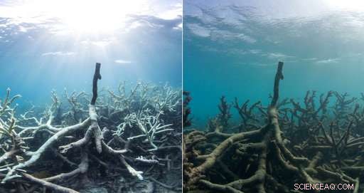 Scientists Urgently Act to Save Global Coral Reefs