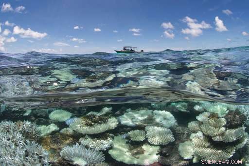 Scientists Urgently Act to Save Global Coral Reefs