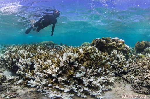 Scientists Urgently Act to Save Global Coral Reefs