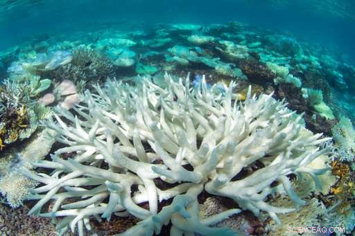 Scientists Urgently Act to Save Global Coral Reefs