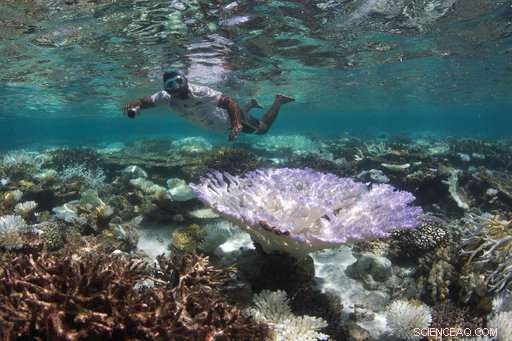 Scientists Urgently Act to Save Global Coral Reefs