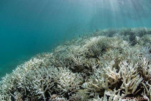 Scientists Urgently Act to Save Global Coral Reefs