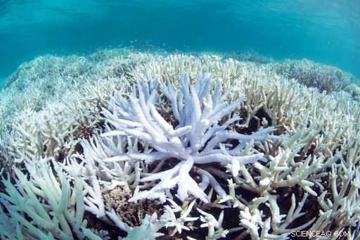 Scientists Urgently Act to Save Global Coral Reefs