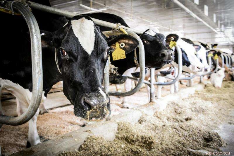 From Cheese to Manure: A Systems Approach Simplifies Dairy Farm Decision-Making