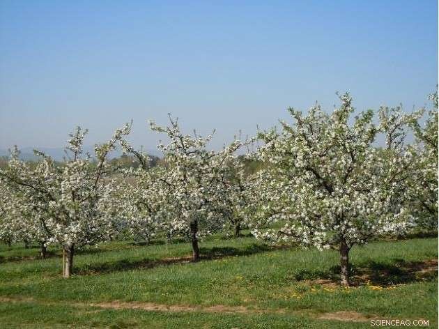 Experts Warn: Warm Winter Threatens State Apple Crop
